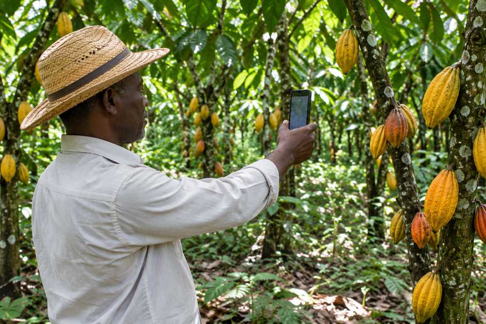 Dans une plantation de cacaoyers chargés de cabosses jaunes et orangées, un agriculteur en chapeau de paille lève son smartphone pour relever la position de sa parcelle